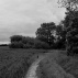fields